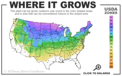 Arctic Fire Red Twig Dogwood - 3 Gallon Pot 9 Arctic Fire Red Twig Dogwood - 3 Gallon Pot -Chaste Tree World 3a 8a 9