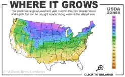 American Basswood Tree (Tilia Americana) - 3 Gallon Pot 8 American Basswood Tree (Tilia Americana) - 3 Gallon Pot -Chaste Tree World 3a 8b 34