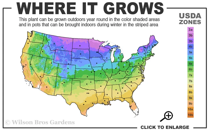 Tiny Comfort Asiatic Lily - 1 Gallon Pot 3 Tiny Comfort Asiatic Lily - 1 Gallon Pot - Image 3