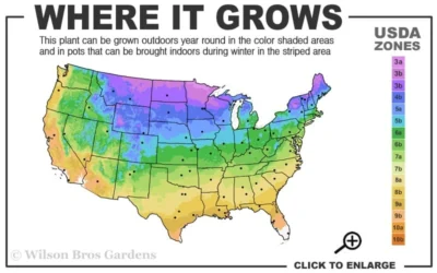 Prairie Dropseed Grass (Sporobolis Heterolepis) - 6 Pack Of 1 Gallon Pots -Chaste Tree World 3a 9b 28