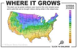 Mighty Chestnut Daylily - 1 Gallon Pot -Chaste Tree World 3a 9b 37