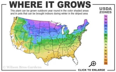 Grancy Graybeard - White Fringe Tree - 7 Gallon Pot (3-4') -Chaste Tree World 3b 9a 1