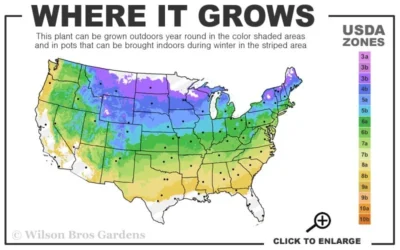 Shadblow Serviceberry Tree (Amelanchier Canadensis) - 3 Gallon Pot -Chaste Tree World 4A 8B 24