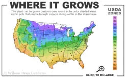 Adam's Thread & Needle Yucca - 1 Gallon Pot -Chaste Tree World 4a 11