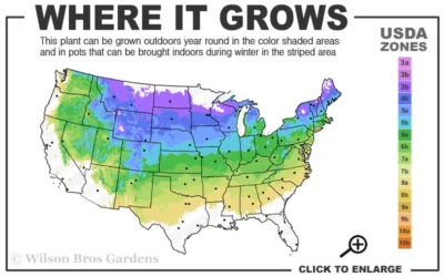 Miss Kim Lilac - 3 Gallon Pot -Chaste Tree World 4a 8a 3