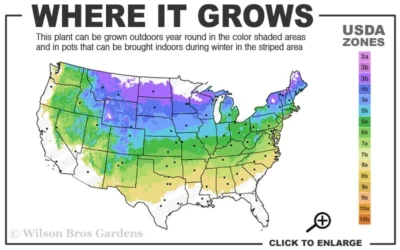 Bloomerang Dark Purple Lilac - 5 Pack Of Quart Pots -Chaste Tree World 4a 8a