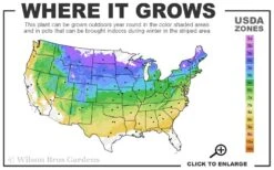 White Wedding Hydrangea - 3 Gallon Pot -Chaste Tree World 4a 8b 1