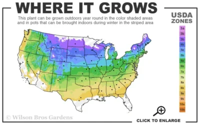 Rosy Lights Cold Hardy Azalea (Rhododendron) - 3 Gallon Pot 7 Rosy Lights Cold Hardy Azalea (Rhododendron) - 3 Gallon Pot -Chaste Tree World 4a 8b 15