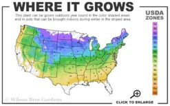 American Yellowwood Tree (Cladastris Kentukea) - 3 Gallon Pot -Chaste Tree World 4a 8b 46