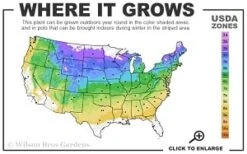 Fragrant Winter Honeysuckle Bush (Lonicera Fragrantissima) - 3 Gallon Pot -Chaste Tree World 4a 8b thumbnail 1