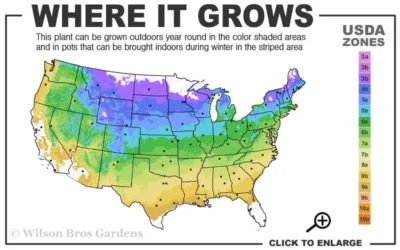 Climbing Hydrangea 'Petiolaris' - 3 Gallon Pot -Chaste Tree World 4a 9a 2