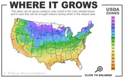 Autumn Brilliance Serviceberry Tree - 7 Gallon Pot (5-6') 11 Autumn Brilliance Serviceberry Tree - 7 Gallon Pot (5-6') -Chaste Tree World 4a 9b 57