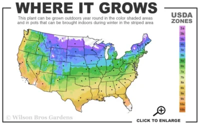 Sherry Sue Summersweet Clethra - 6 Pack Of 1 Gallon Pots -Chaste Tree World 4a 9b 81