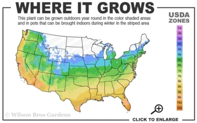 Eclipse Bigleaf Hydrangea - 3 Gallon Pot -Chaste Tree World 5a 10b 4
