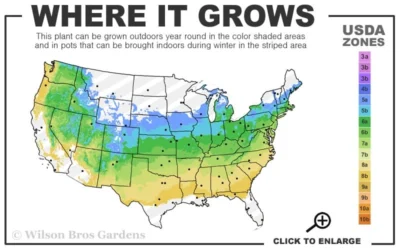 Mary Poppins Azalea (Rhododendron) - 3 Gallon Pot -Chaste Tree World 5a 8b 30