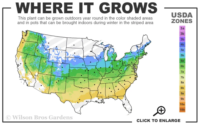 Arnold Promise Witch Hazel - 7 Gallon Pot 3 Arnold Promise Witch Hazel - 7 Gallon Pot - Image 3