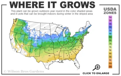 Prague Viburnum - 1 Gallon Pot -Chaste Tree World 5a 8b 41