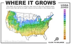 Arnold Promise Witch Hazel - Single Trunk Tree Form - 7 Gallon Pot -Chaste Tree World 5a 8b 46