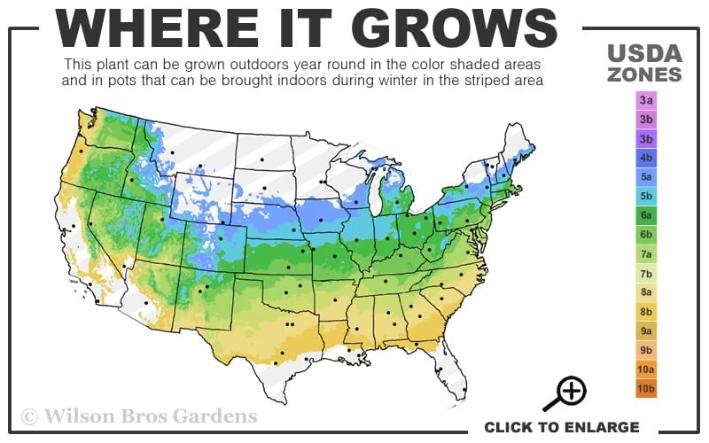 Dwarf English Boxwood - 6 Pack Of 1 Gallon Pots 3 Dwarf English Boxwood - 6 Pack Of 1 Gallon Pots - Image 3