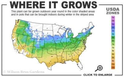 Jim's Pride White Summer Daphne - Daphne X Transatlantica - 2 Gallon Pot 8 Jim's Pride White Summer Daphne - Daphne X Transatlantica - 2 Gallon Pot -Chaste Tree World 5a 9a 13