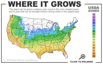 Wildcat Star Magnolia Tree - 1 Gallon Pot 9 Wildcat Star Magnolia Tree - 1 Gallon Pot -Chaste Tree World 5a 9b 129