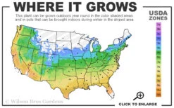 Lime Thyme (Thymus Citriodorus)- 5 Pack Of Pint Pots -Chaste Tree World 5a 9b 154