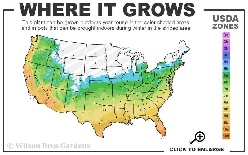 Southern Sweet Bay Swamp Magnolia (M.v. Australis) - 7 Gallon Pot (4-5') 3 Southern Sweet Bay Swamp Magnolia (M.v. Australis) - 7 Gallon Pot (4-5') - Image 3