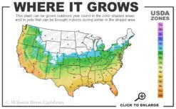 Southern Sweet Bay Swamp Magnolia (M.v. Australis) - 7 Gallon Pot (5-6') -Chaste Tree World 5b 11 8