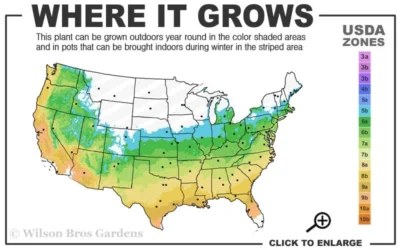 Graham Blandy Columnar Boxwood - 6 Pack Of 1 Gallon Pots 6 Graham Blandy Columnar Boxwood - 6 Pack Of 1 Gallon Pots -Chaste Tree World 5b 9b 1