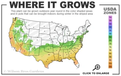 Perfecto Mundo Double Dark Pink Reblooming Azalea - 2 Gallon Pot 6 Perfecto Mundo Double Dark Pink Reblooming Azalea - 2 Gallon Pot -Chaste Tree World 6B 9B 5
