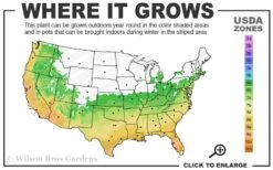 Summer Snow Gardenia - 3 Gallon Pot -Chaste Tree World 6a 10a