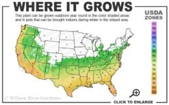Winter's Snowman Camellia Hybrid - 7 Gallon Pot (3-4') -Chaste Tree World 6a 10a 3