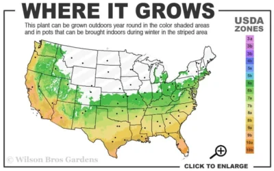 Winter's Snowman Camellia Hybrid - 3 Gallon Pot 6 Winter's Snowman Camellia Hybrid - 3 Gallon Pot -Chaste Tree World 6a 10a 4