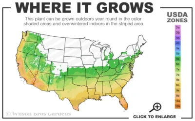 Alta Southern Magnolia - 7 Gallon Pot (3-4') 7 Alta Southern Magnolia - 7 Gallon Pot (3-4') -Chaste Tree World 6a 10b 16