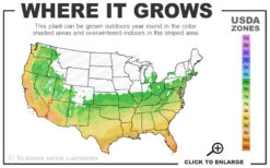 Crown Jewel Gardenia - 3 Gallon Pot 10 Crown Jewel Gardenia - 3 Gallon Pot -Chaste Tree World 6a 10b 20