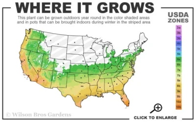 Blue Lagoon Rosemary - 5 Pack Of Quart Pots -Chaste Tree World 6a 11 3