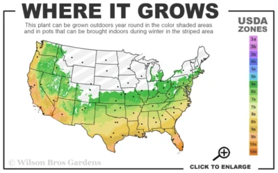 Cab Sav Cold Hardy Eucalyptus Tree (Eucalyptus Rubida) - Quart Pot -Chaste Tree World 6a 11 4
