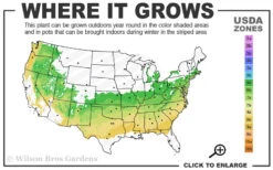 American Snowbell Tree (Styrax Americanus) - 1 Gallon Pot -Chaste Tree World 6a 8b 29