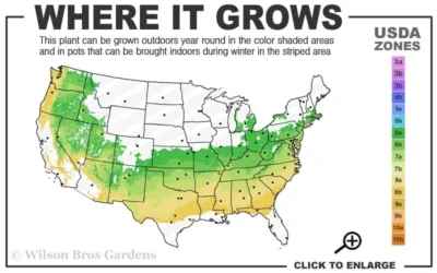 Schip Laurel (Prunus Laurocersasus 'Schipkaensis') - 6 Pack Of 1 Gallon Pots 8 Schip Laurel (Prunus Laurocersasus 'Schipkaensis') - 6 Pack Of 1 Gallon Pots -Chaste Tree World 6a 8b 30