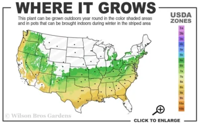 Sir Robert Dwarf Azalea - 3 Gallon Pot 8 Sir Robert Dwarf Azalea - 3 Gallon Pot -Chaste Tree World 6a 9a