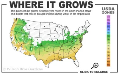 Arp Rosemary - 1 Gallon Pot 7 Arp Rosemary - 1 Gallon Pot -Chaste Tree World 6a 9a 7