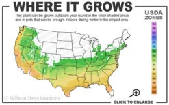 April Dawn Cold Hardy Camellia Japonica - 2.5 Gallon Pot -Chaste Tree World 6a 9b 141