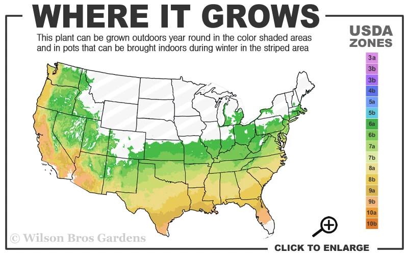 Von Martin Dwarf Giant Redwood Tree - 1 Gallon Pot 3 Von Martin Dwarf Giant Redwood Tree - 1 Gallon Pot - Image 3