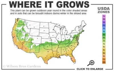 Arctic Dawn Cold Hardy Pink Camellia Hybrid - 3 Gallon Pot -Chaste Tree World 6b 10a 1