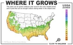Blood Of China Fragrant Red Camellia Japonica - 3 Gallon Pot 6 Blood Of China Fragrant Red Camellia Japonica - 3 Gallon Pot -Chaste Tree World 6b 10b 1