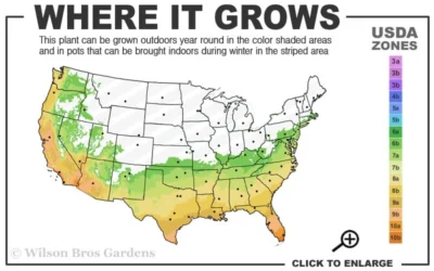 Governor Mouton Red Camellia Japonica - 1 Gallon Pot -Chaste Tree World 6b 10b 2