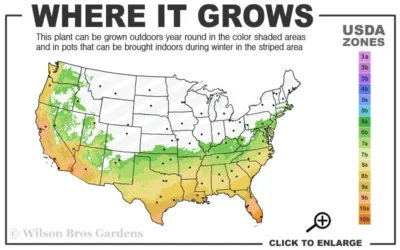 Blood Of China Fragrant Red Camellia Japonica - 7 Gallon Pot 6 Blood Of China Fragrant Red Camellia Japonica - 7 Gallon Pot -Chaste Tree World 6b 10b 3