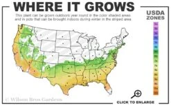 April Blush Cold Hardy Pink Camellia - 3 Gallon Pot -Chaste Tree World 6b 9b 48