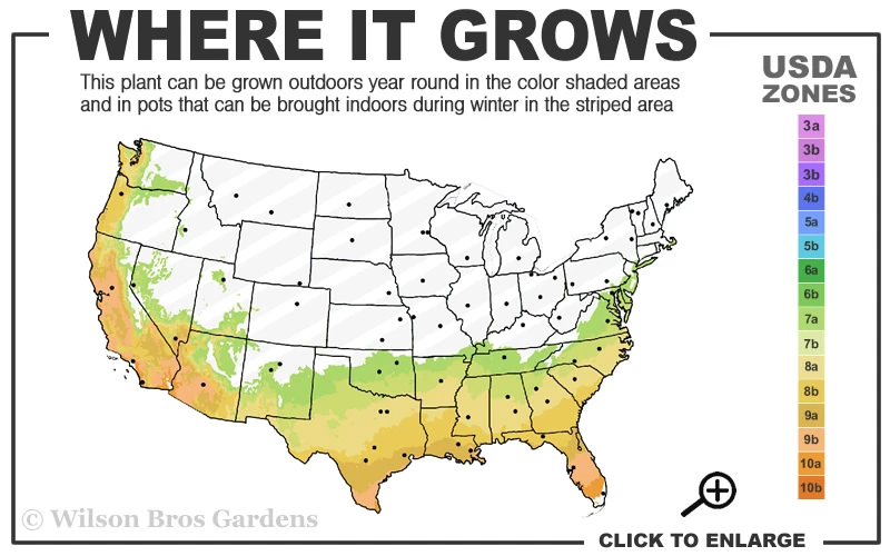 Fruitland's Fortune Tea Olive (Fragrant Osmanthus)- 1 Gallon Pot 3 Fruitland's Fortune Tea Olive (Fragrant Osmanthus)- 1 Gallon Pot - Image 3