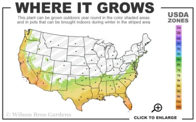 Dwarf Wax Myrtle (Myrica Pusilla) - 3 Gallon Pot 8 Dwarf Wax Myrtle (Myrica Pusilla) - 3 Gallon Pot -Chaste Tree World 7a 10b 148